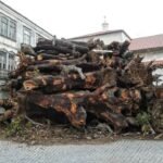 giant-woodpile