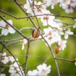 Almond-in-bloom