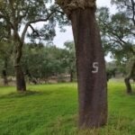 cork-oak-5