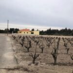 ribatejo-vineyard