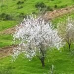 white-almond-flowers