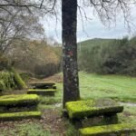 moss-picnic-tables