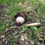 mushroom-forage