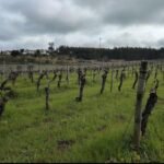 sparkling-wine-vineyards