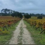 trail-through-vineyards