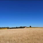 wheat-fields