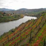 Douro Vineyards