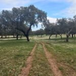 cork-trees