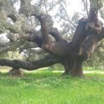 giant-trunk