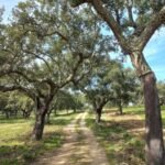 hiking-trail