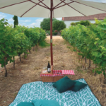 picnic-blanket