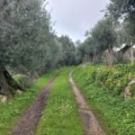 rural-path