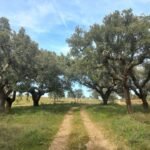 rural-walk