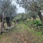 stone-wall-path