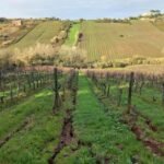 vineyards