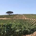 vineyards-with-tree