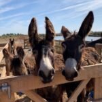 Iberian-donkey