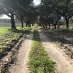 cork-lined-path