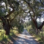 cork-tree