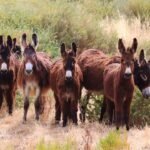 donkeys