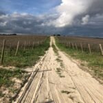 endless-vineyard