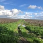 forever-vineyards