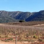 mountain-and-vineyards