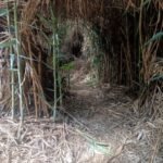reed-tunnel