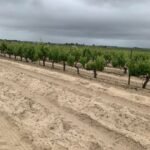 sandy-vines