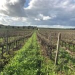 stretch-of-vineyards