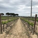vineyard-banner