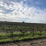 vineyard-horizon