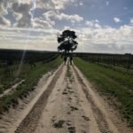 vineyard-shadows