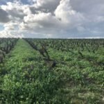 vineyard-trail