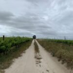 vineyard trail