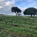 vineyard-trees