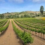 vineyards
