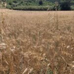 wheatfields