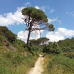 dirt-path