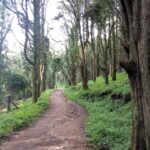 forest-trail