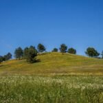 hilltop-trees