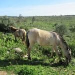 horses