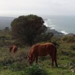 horses-wild