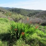 local plants
