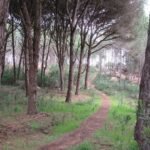 pine-trees