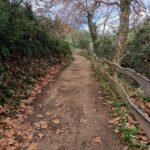 wooded path