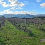 vineyards