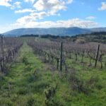 vineyards-mountains