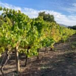 vineyards2